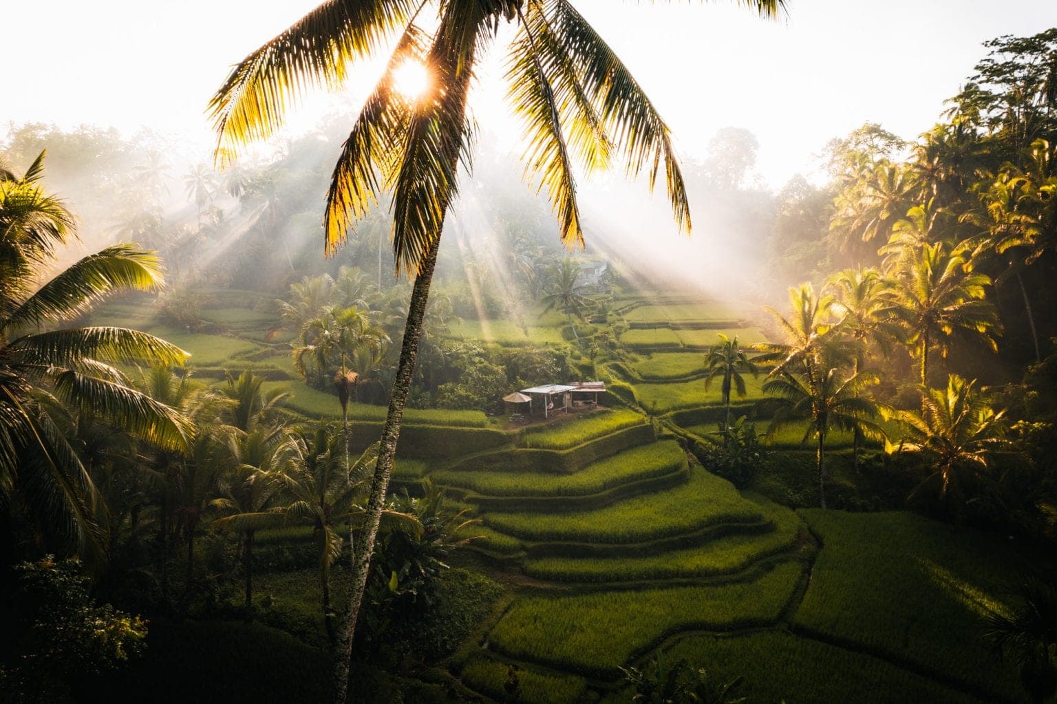 Day 05: Grounded Integration Golden light over Bali rice terraces during the integration day